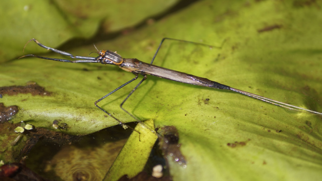 Stabwanze auf Blatt im Wasser Stabwanze auf Blatt im Wasser