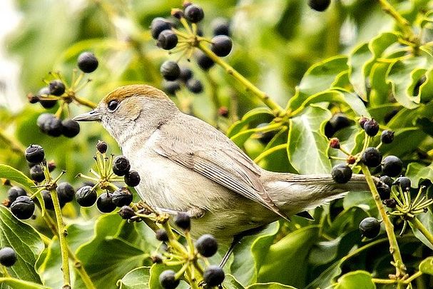 Vogel Mönchsgrasmücke weiblich im Gebüsch Vogel Mönchsgrasmücke weiblich im Gebüsch