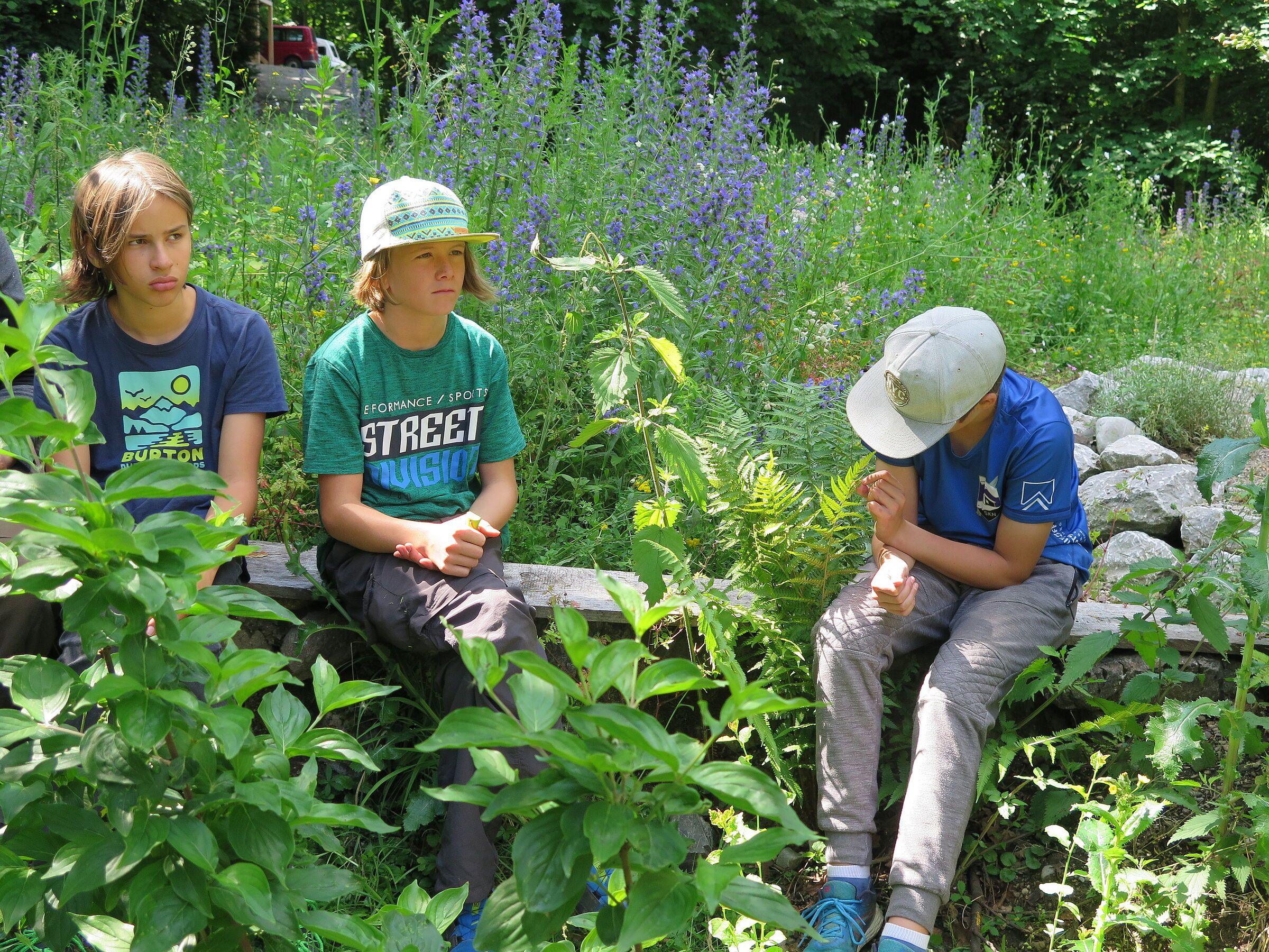 Drei Kinder sitzen zwischen Kräutern Drei Kinder sitzen zwischen Kräutern
