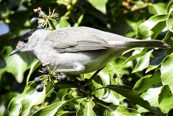Vogel Mönchsgrasmücke männlich im Gebüsch Vogel Mönchsgrasmücke männlich im Gebüsch
